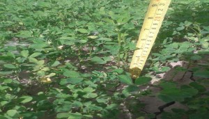 Tamaño de Alfalfa con Bionat a los 59 días